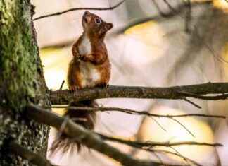 Squirrels Cause Gatwick Train Cancellation: A Troublesome Incident news-18092024-005127
