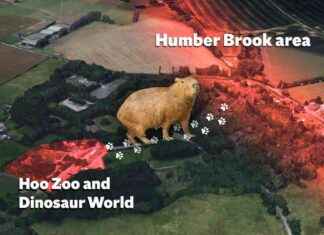 Where is Cinnamon the Capybara? Possible Locations of Escaped Rodent news-18092024-085529