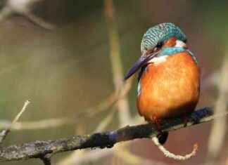 Preserving the Future of Chalk Rivers: Middlesex Wildlife Trust’s Concerns news-18092024-165850