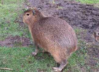 Recaptured: Escaped Capybara Cinnamon Found After Week on the Run news-21092024-075241