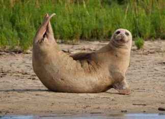 Thames Estuary Seal Census Reveals Healthy Habitat with Thousands of Seals news-27092024-084731