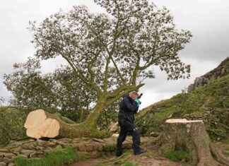 Sycamore Gap Tree Legacy Continues with Nation-Wide Sapling Planting news-27092024-172109