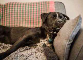 Get Ready for Firework Season with Dogs Trust Harefield news-03102024-235042