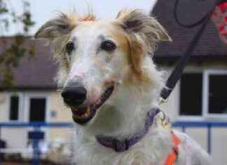 Harefield’s large dogs seek new owners news-04102024-213643