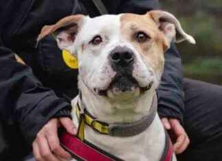 Finding a Home: Harefield’s ‘Unwanted’ Ares Two Years On news-23102024-232537