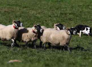Man Convicted of Sheep Theft and Slaughter: A Shocking Crime Story news-27102024-001123