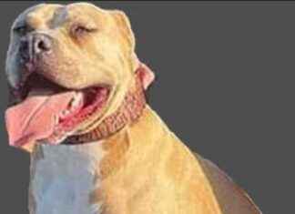 Police Search for XL Bully Responsible for Fatal Dog Attack and Woman’s Bite news-28102024-121907