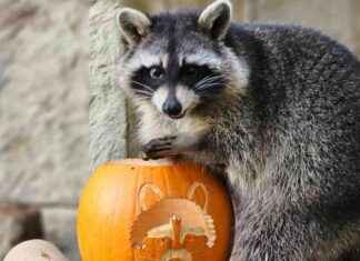 Hunting Escaped Zoo Racoons with Dogs and Drones on Isle of Wight news-02112024-064318