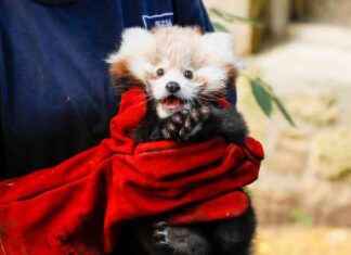 Tragic Death of Baby Red Panda Due to Stress During Fireworks Night news-15112024-103922