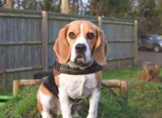 Harefield Pets Seeking Rural Escape news-16112024-002127