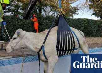 Rescued Pregnant Cow Stuck in Rutland Swimming Pool news-16112024-062319