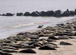 Beware of ‘Seal Finger’ Infection: Risks of Being Bitten by Sea Mammals news-17112024-062853