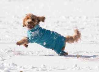 Keeping Your Dog Safe in Snow and Cold Weather: Tips and Guidelines news-18112024-183730