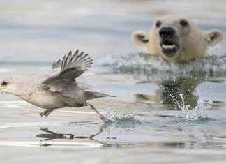 Wildlife Photographer of the Year Shortlist: Best Pictures Revealed news-27112024-044630