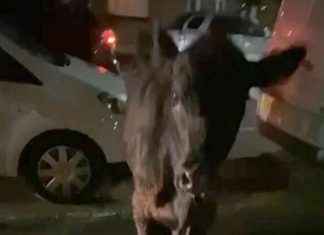 Police Officer Involved in Cow Collision Returns to Active Duty news-29112024-171941