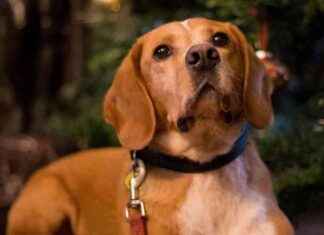 Avoid these Christmas treats that are harmful for your dog avoid-these-christmas-treats-that-are-harmful-for-your-dog