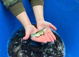 Boost in Fish Stocks Benefits Anglers in Middlesex boost-in-fish-stocks-benefits-anglers-in-middlesex