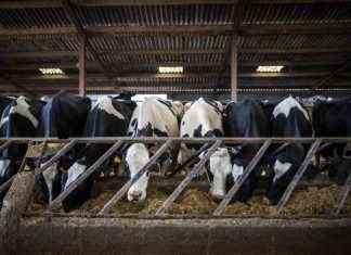 Bovaer: Controversial Cattle Feed Supplement and Supermarket Boycotts bovaer-controversial-cattle-feed-supplement-and-supermarket-boycotts