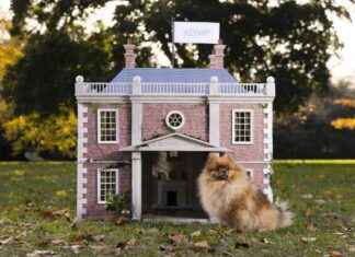 Bridgerton-Inspired Dog Names Trending in 2024 bridgerton-nspired-dog-names-trending-in-2024