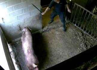 Footage Shows Pigs Beaten with Pitchforks at Farm Linked to Supermarket Suppliers news-02122024-153348