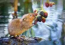 Water Vole Numbers Increase in Middlesex: a Positive Trend water-vole-numbers-ncrease-in-middlesex-a-positive-trend