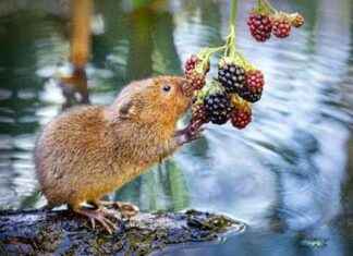 Water Vole Numbers Increase in Middlesex: a Positive Trend water-vole-numbers-ncrease-in-middlesex-a-positive-trend