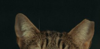 London Funeral Home Lewisburg TN: Discover Compassionate Care Today