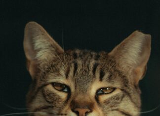 London Funeral Home Lewisburg TN: Discover Compassionate Care Today