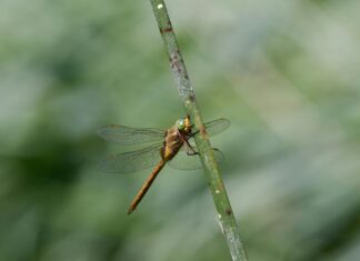 Fly London Sandals: Why They Are The Ultimate Summer Footwear Choice