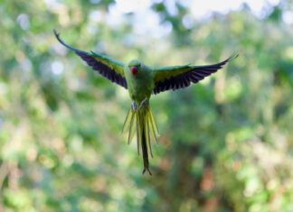 Fly London Boots: Discover Why They Are Every Fashionista’s Must-Have