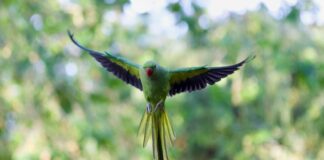 London Browning: Discover The Secret To Stunning Natural Beauty