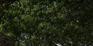 Hotels In Richmond Surrey London: Discover Hidden Gems For Your Stay