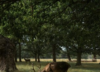 Hotels In Richmond Surrey London: Discover Hidden Gems For Your Stay