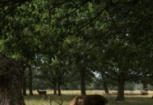 Hotels In Richmond London: Discover Hidden Gems For Your Perfect Stay