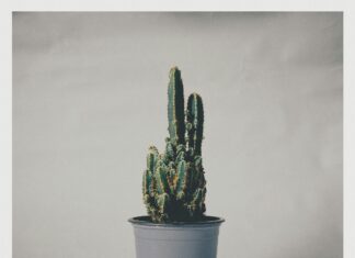 London Broil Instant Pot Recipes That Will Transform Your Dinner