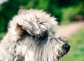 Yardley London Soap Secrets: Why Is It Loved Across Britain?