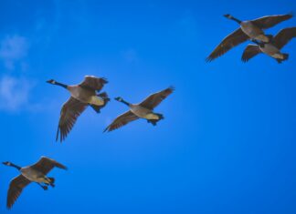 UK Government Fails to Include AI Use on Mandatory Register