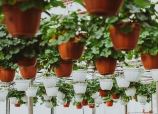 Grow A Garden Discord: Discover Tips For Thriving Plant Communities