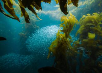 Giant Kelp Forests Of The Great Southern Reef: A Hidden Wonder?