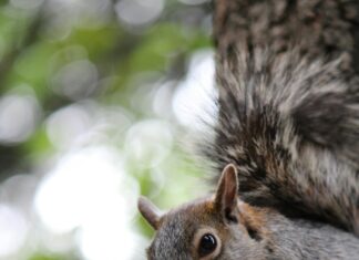 Peanut Squirrel Euthanized: What Happened and Why It Matters