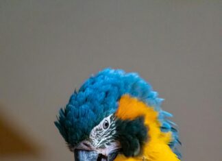 Bonnie Blue Petting Zoo: Discover The Magic Of Animal Encounters