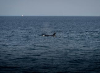 Jessica Radcliffe Orca: Discover The Fascinating World Of Whales!