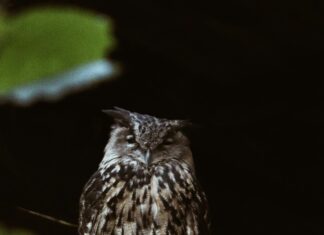 Rumi Kpop: Are These Demon Hunters The Next Big Sensation?