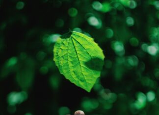 Jurassic World Rebirth Reviews: What Critics Are Really Saying?