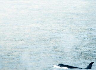 Predator Killer of Killers: Unveiling Nature’s Most Ruthless Beast