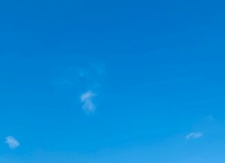 Zimbabwe National Cricket Team vs New Zealand National Cricket Team: What’s The Latest Match Scorecard?