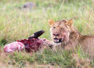 Liam Payne Dead Body: What Really Happened Behind The Scenes?