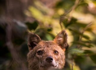 The Day Of The Jackal (TV Series) Episodes: What Awaits You?