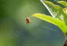 The Day Of The Jackal Season 2: What Surprises Await Fans?