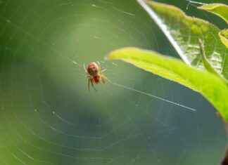 The Day Of The Jackal Season 2: What Surprises Await Fans?